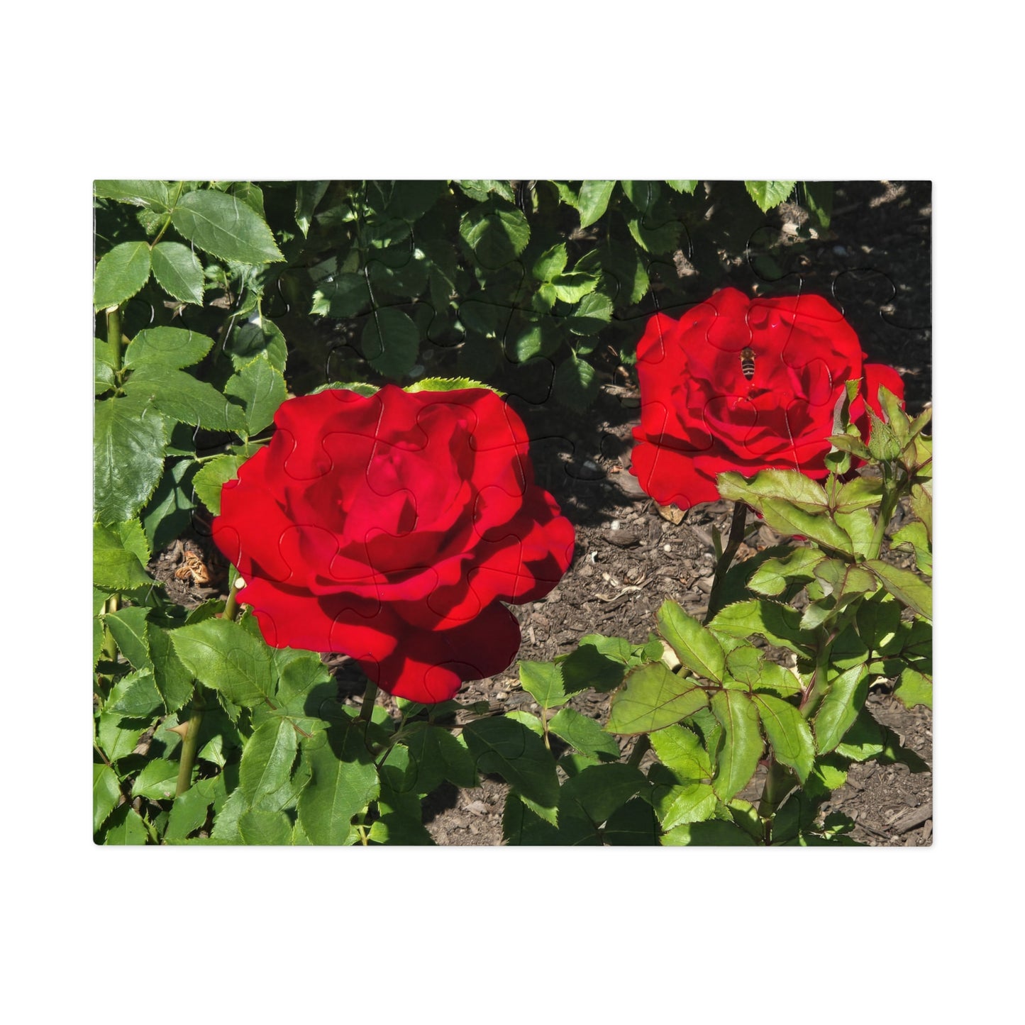 Roses Jigsaw Puzzle (30, 110, 252, 500,1000-Piece)