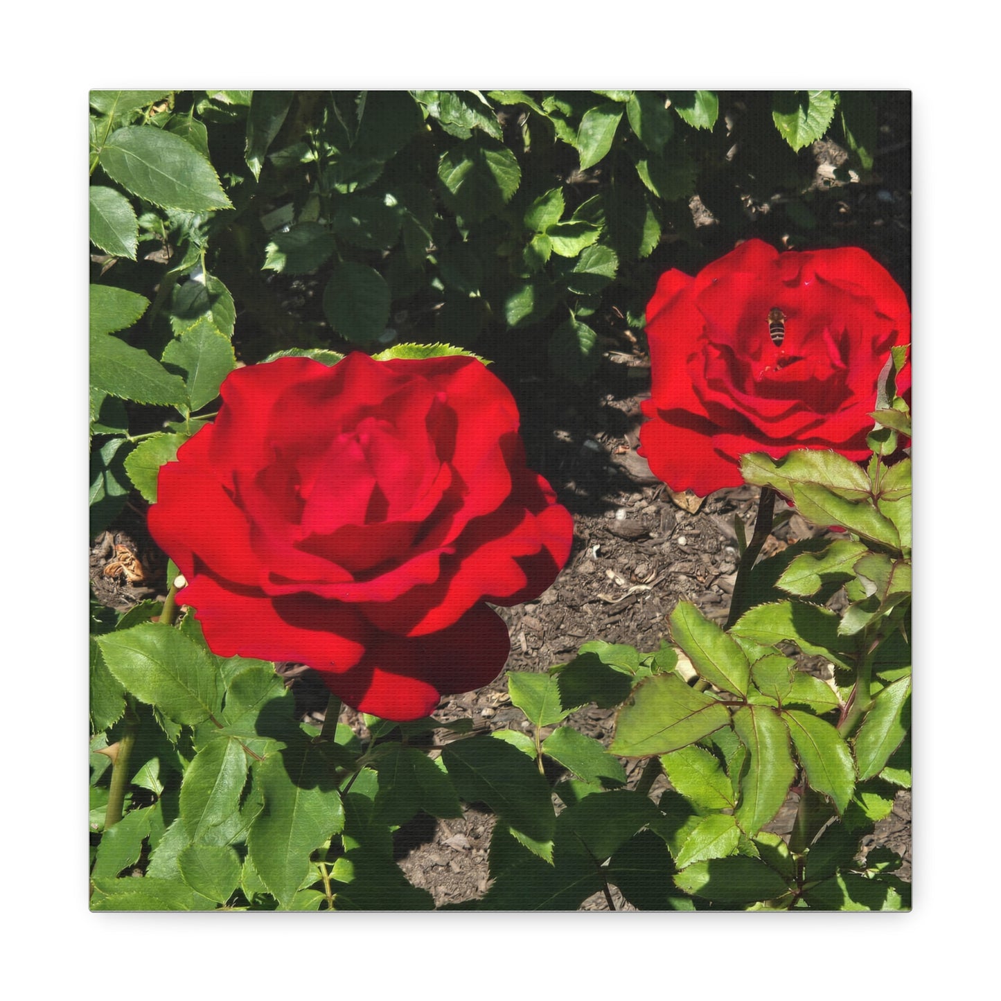 Roses Canvas Gallery Wraps