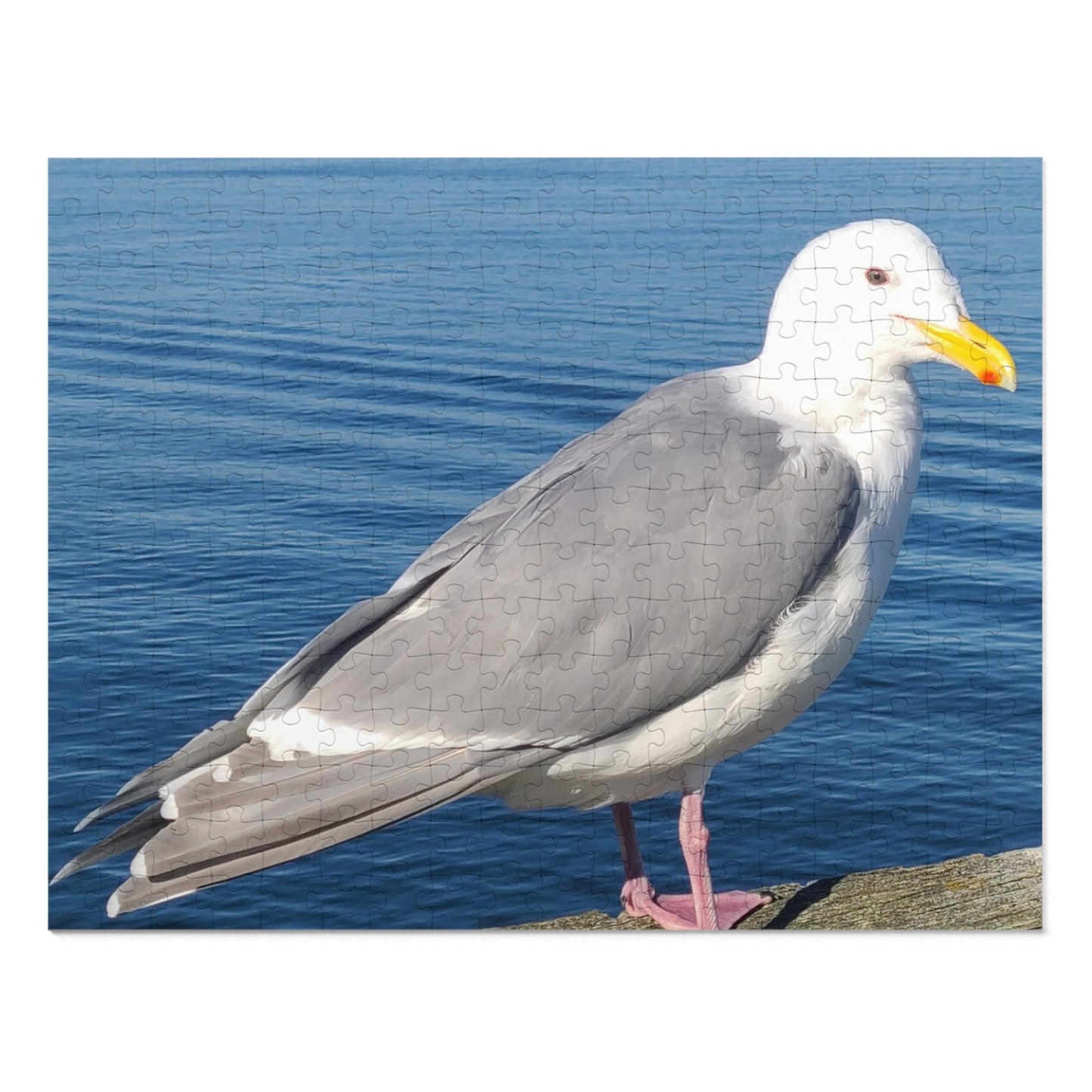 Victoria Seagull Jigsaw Puzzle