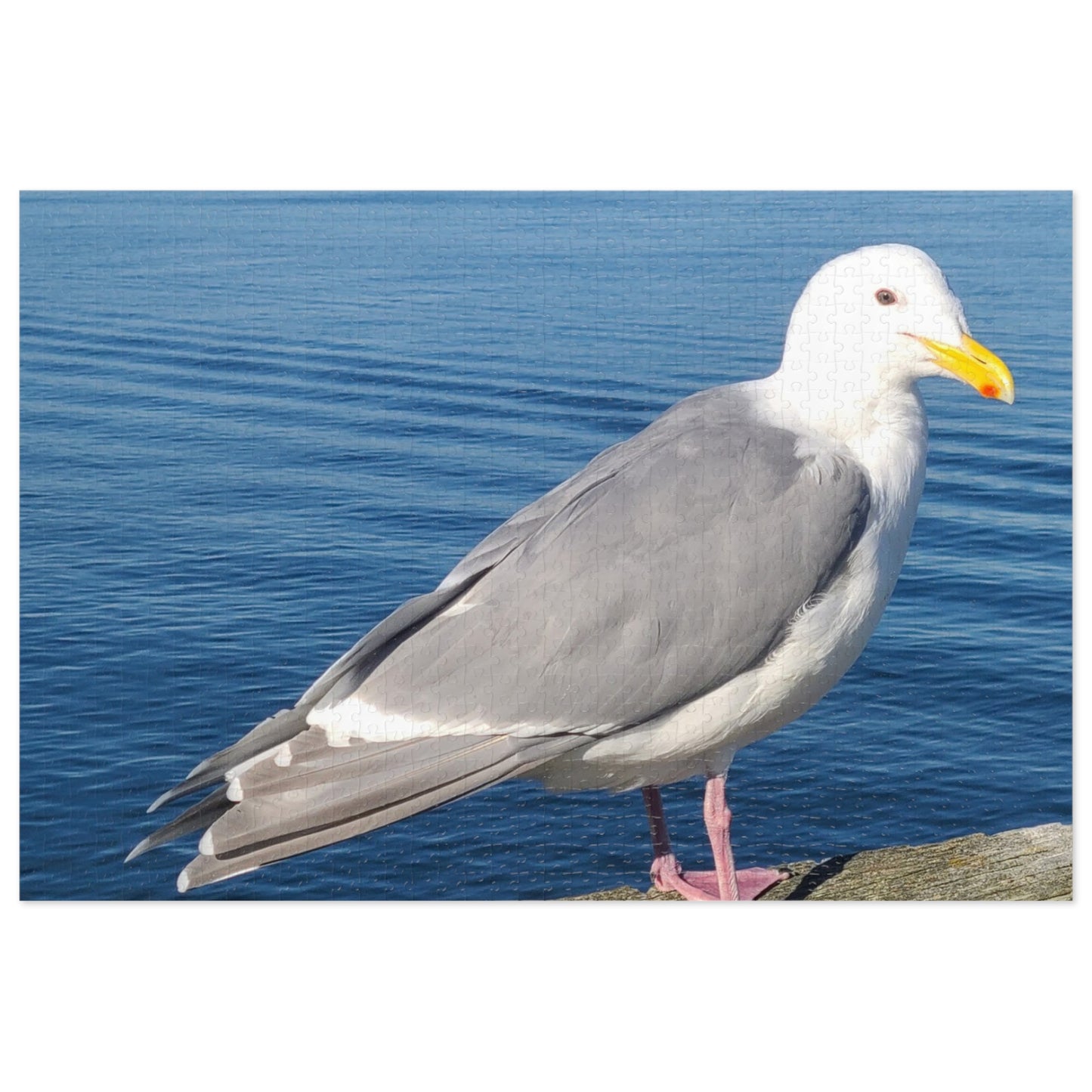 Victoria Seagull Jigsaw Puzzle