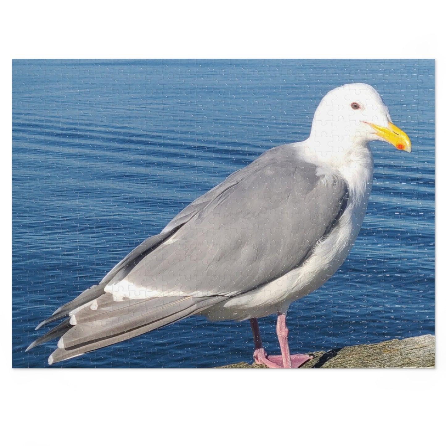 Victoria Seagull Jigsaw Puzzle