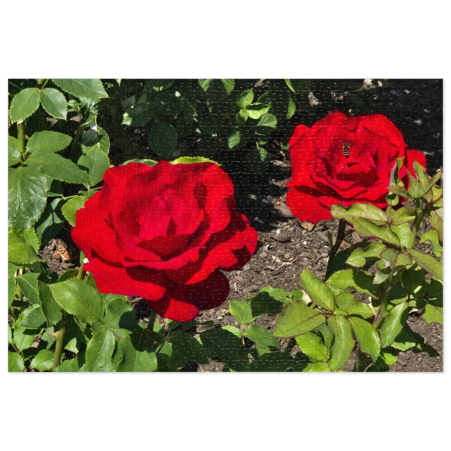 Roses Jigsaw Puzzle (30, 110, 252, 500,1000-Piece)