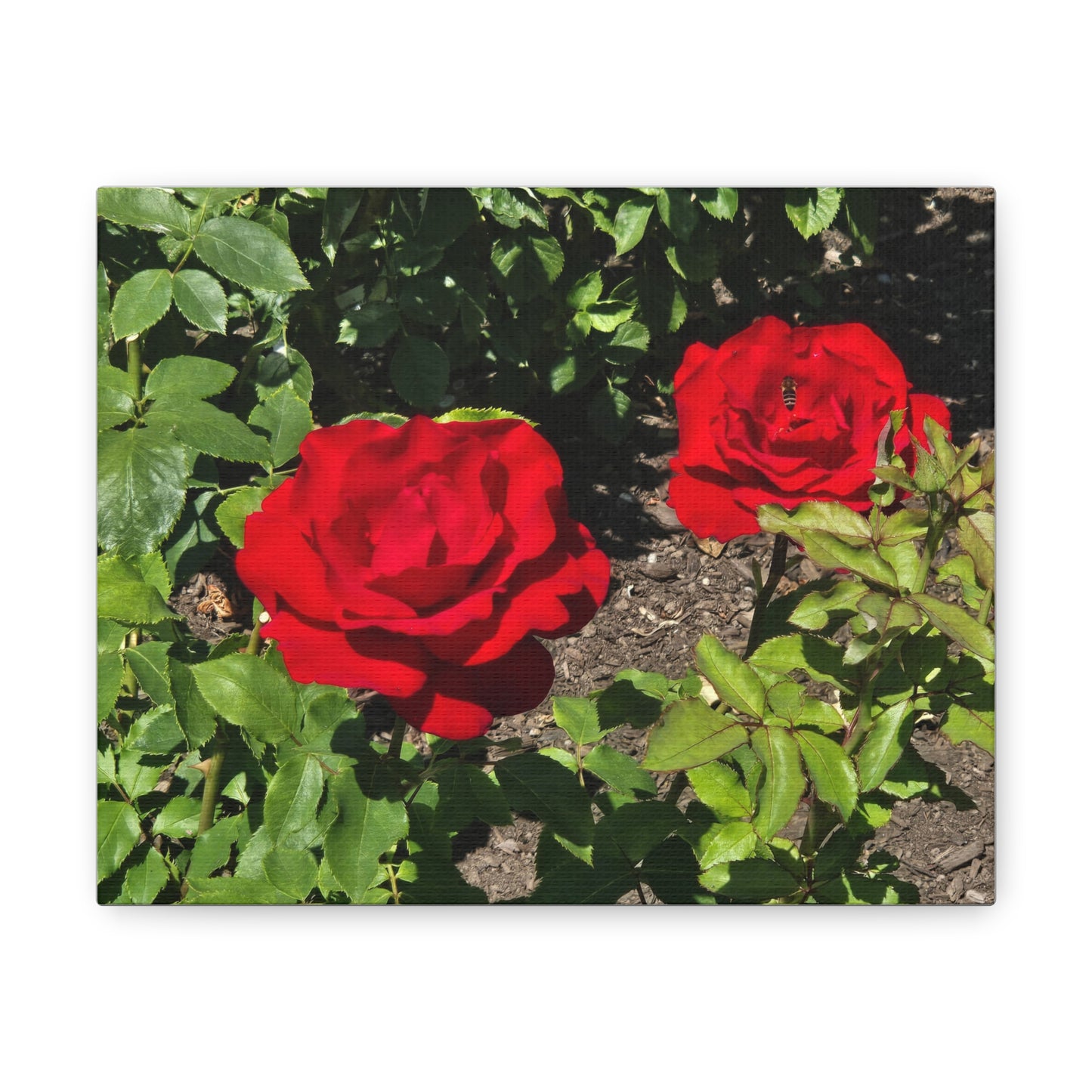 Roses Canvas Gallery Wraps