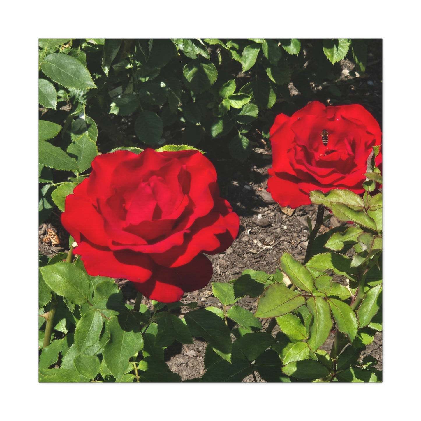 Roses Canvas Gallery Wraps