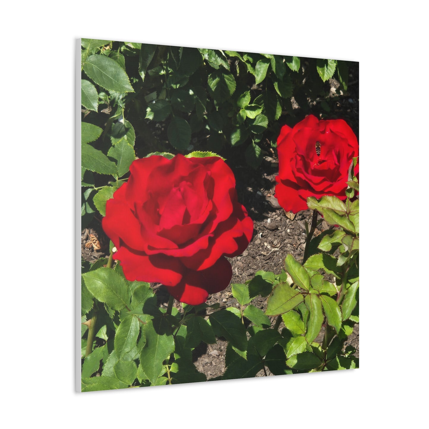 Roses Canvas Gallery Wraps