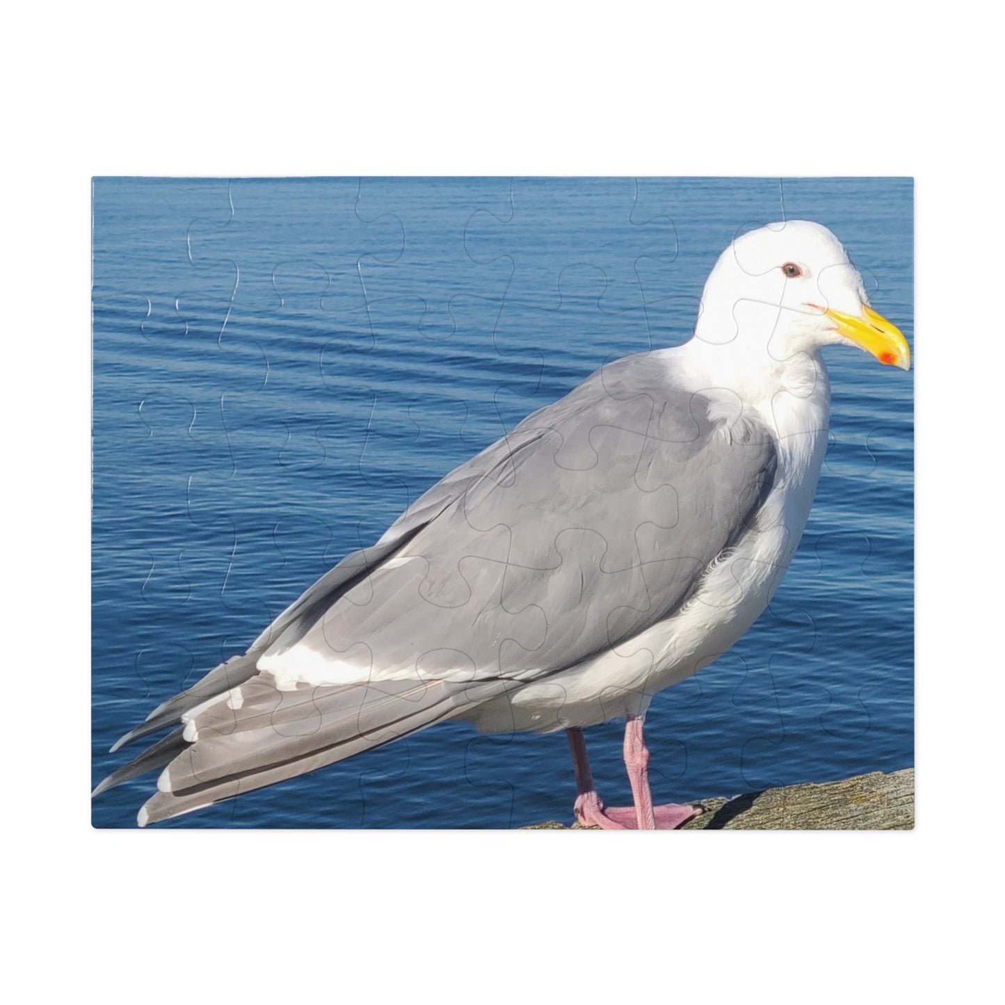 Victoria Seagull Jigsaw Puzzle